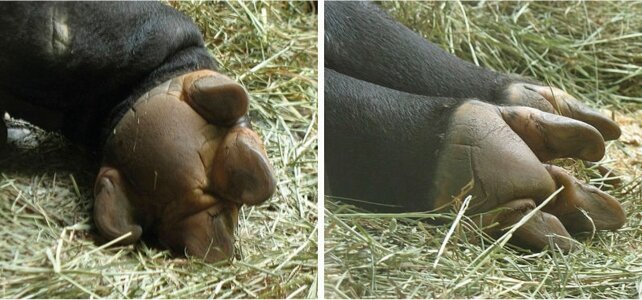 Передняя и задняя ноги малайского тапира (Tapirus indicus).