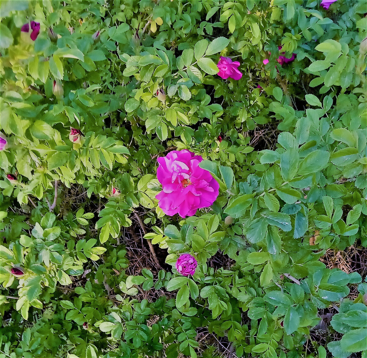 Цветок колючего шиповника. Фото автора канала.