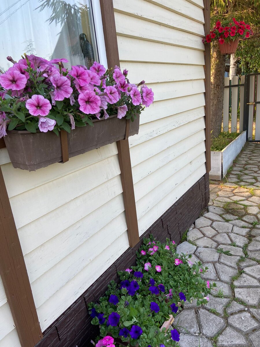 шикарные петунии