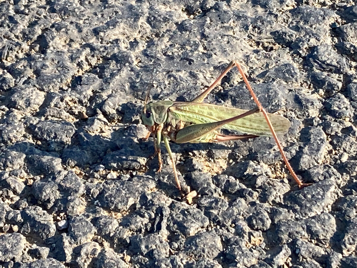 жизнь чай чудо щука шить саранча. саранча опасна. кувейт саранча. походная саранча. обкуренный кузнечик.