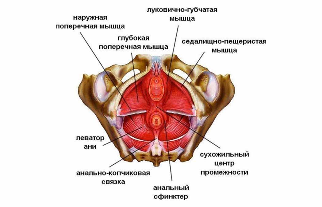 Мышцы тазового дна