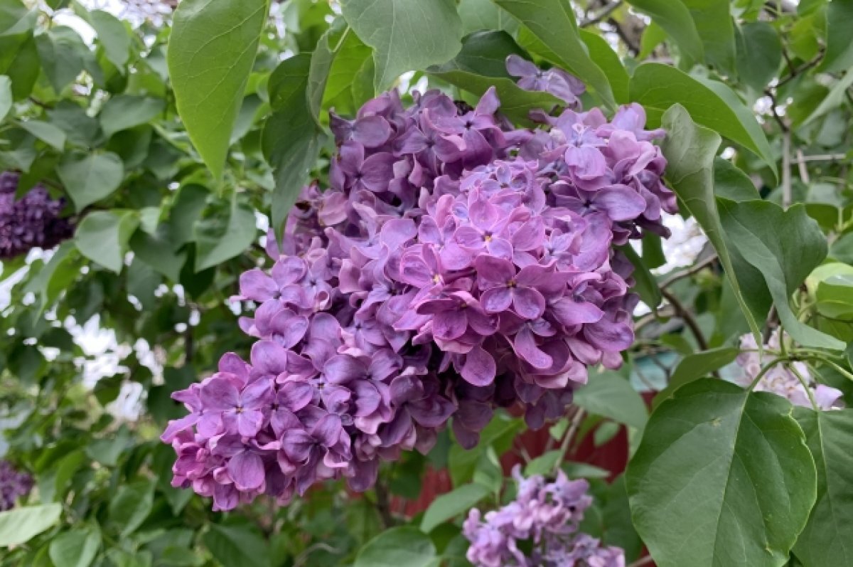    Более 1,3 тысячи саженцев белгородской сирени высадят у храмов Пскова