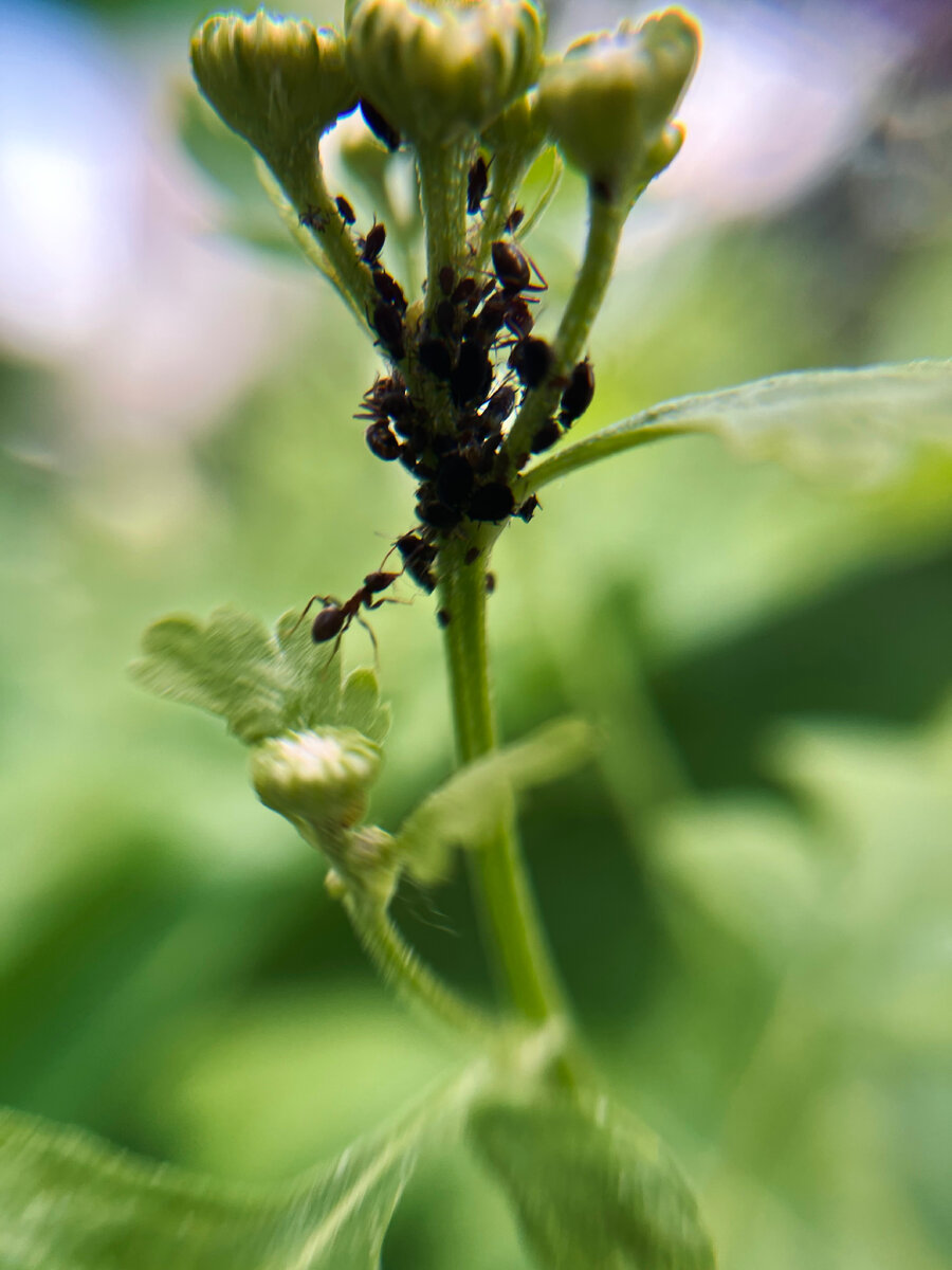 Муравьи на ферме тли