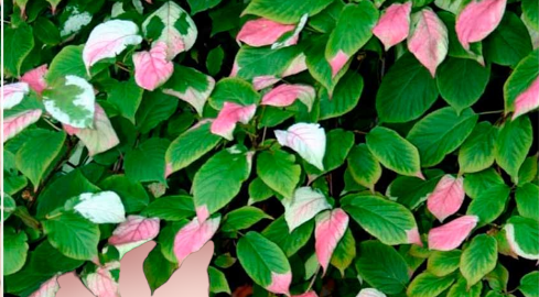 красивые  листья актинидии