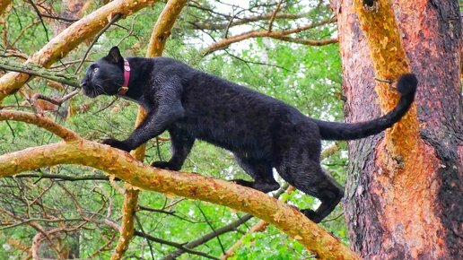 Пантера Луна 🐈‍⬛ вспоминает как лазать по деревьям 🌲🌳