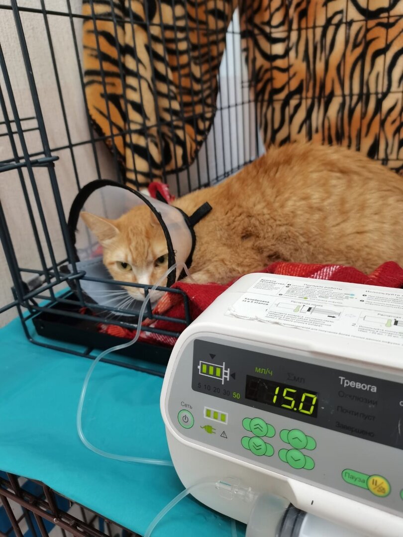 Лео в ветклинике