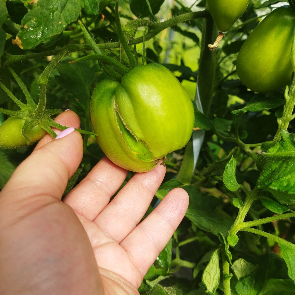 Это сорт Ослиные уши, он склонен к растрескиванию, но уже спелых помидорок