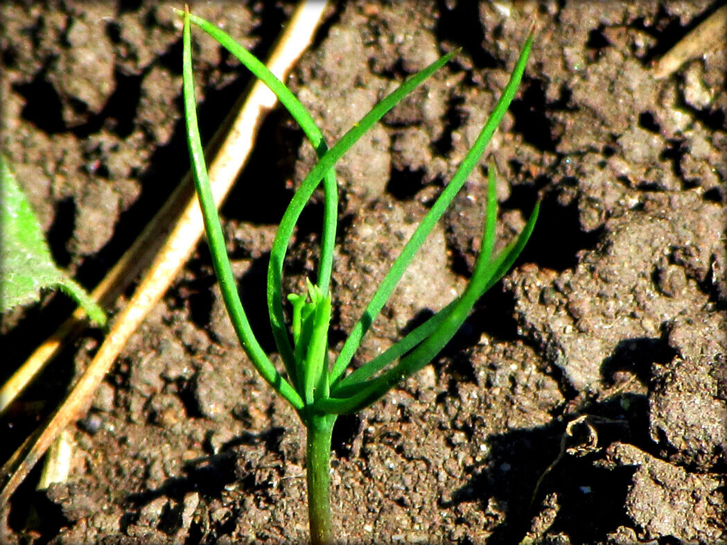 Фото сделала на своём огороде, когда пропалывала грядку.