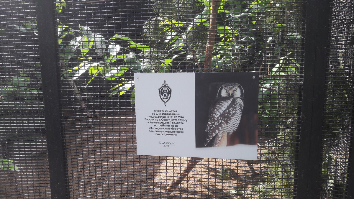 Ястребиную сову опекает подразделение "К" (Ленинградский зоопарк)