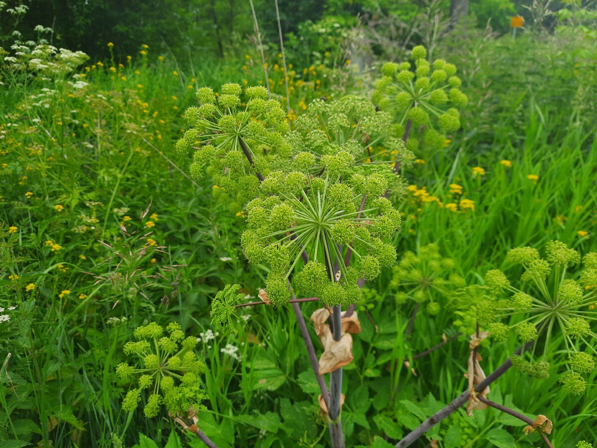 И сорняк симпатичным бывает