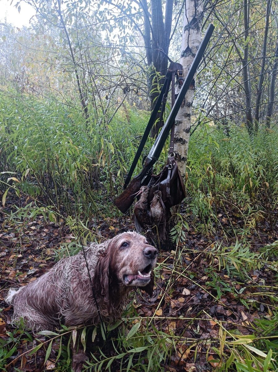    Подмосковье. Охота на вальдшнепа