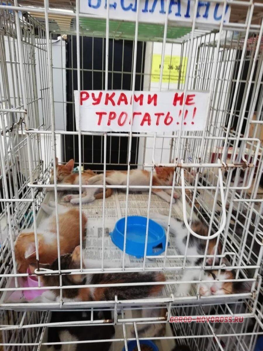 Собачий рынок