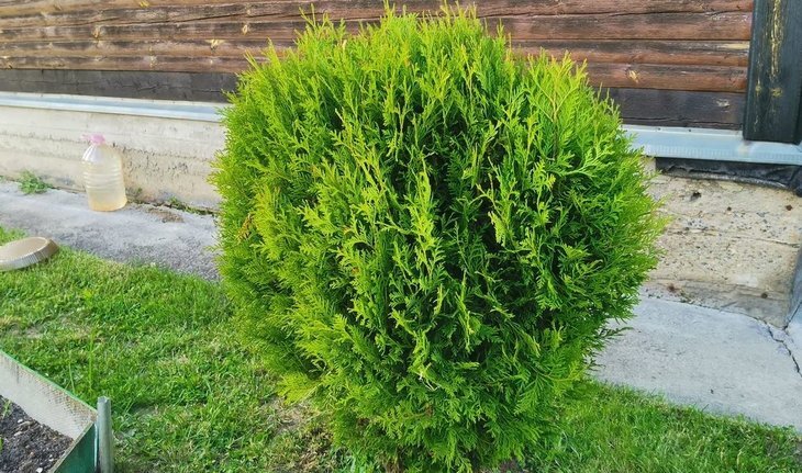    Мучнистый червец на можжевельнике