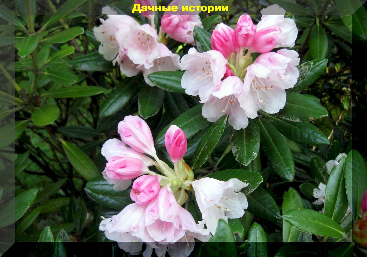 https://vk.com/photo-159774511_457261081. "Владислав Локетек"