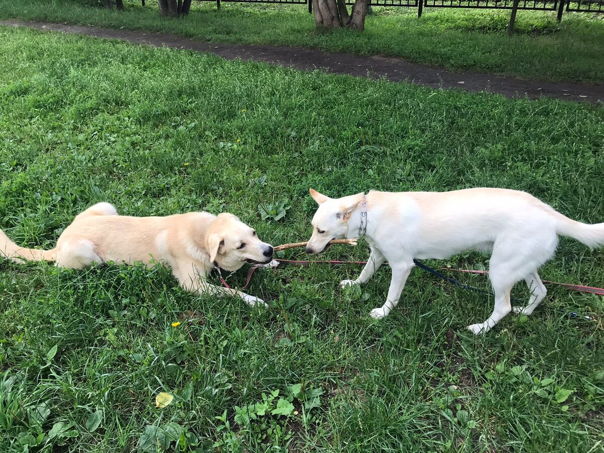 Споры по поводу дизайна - Шпане эта палка не очень приглянулась, а Сэму нравится 🤣