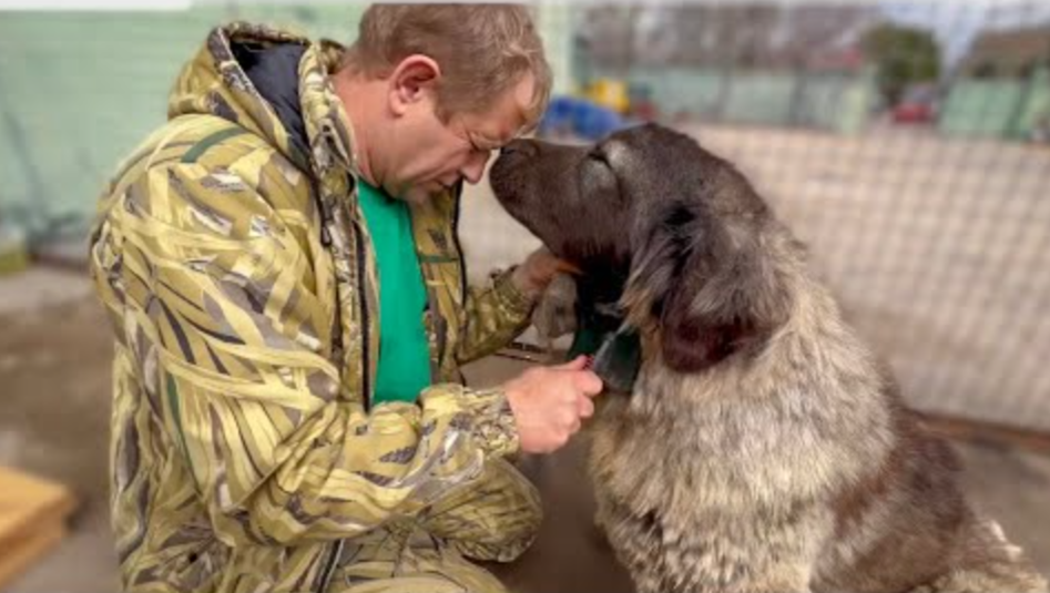 Из многострадального Донецкого зоопарка недавно привезли кавказскую овчарку. Собака была в плохом состоянии: крайне напугана военными событиями, шерсть свалялась, проблемы со здоровьем.-8