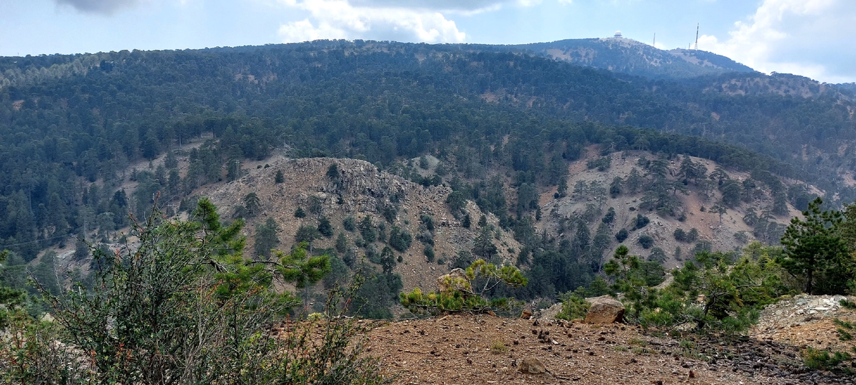 Огромное количество хвойных деревьев - главный ингредиент хорошего воздуха