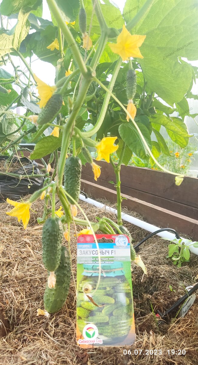 Просто увешан мини огурчиками