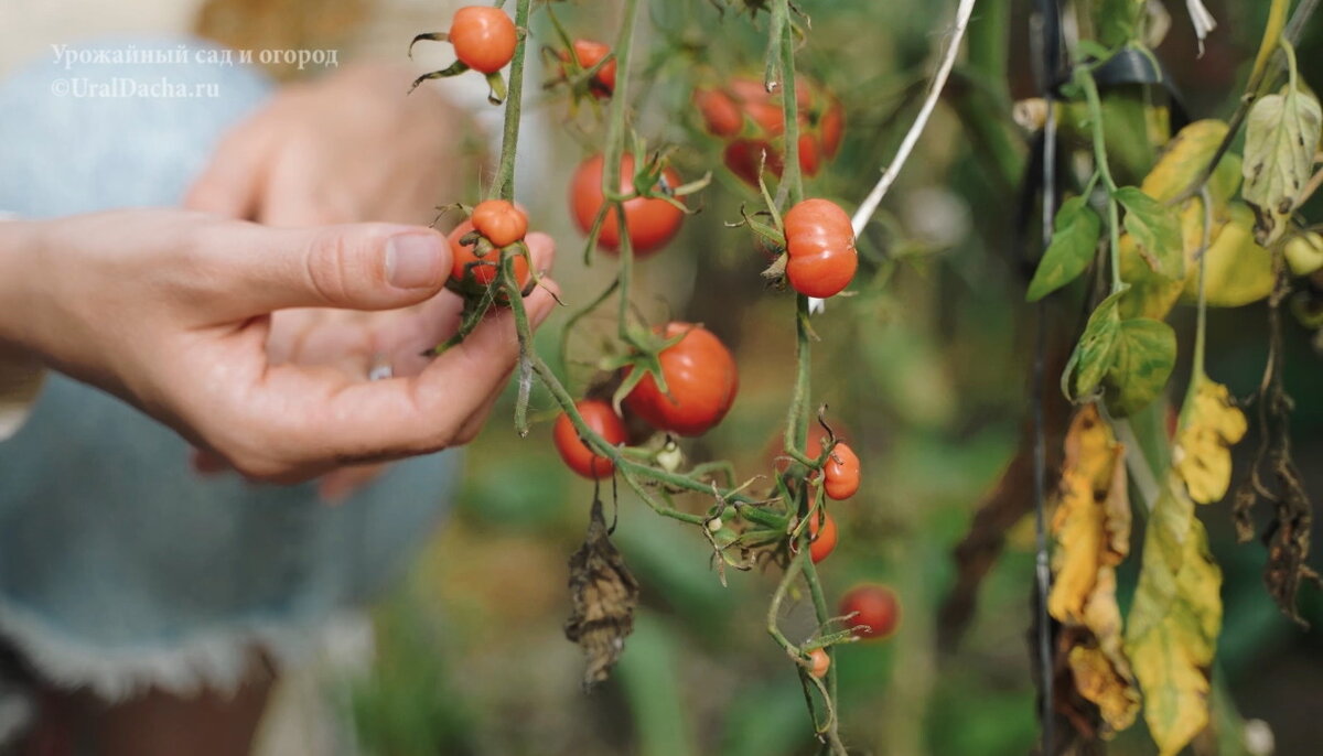 Июль и август – самое время разгула фитофтороза. Сейчас температура нестабильная, ночные и дневные перепады большие, поэтому есть риск возникновения фитофторы.-3
