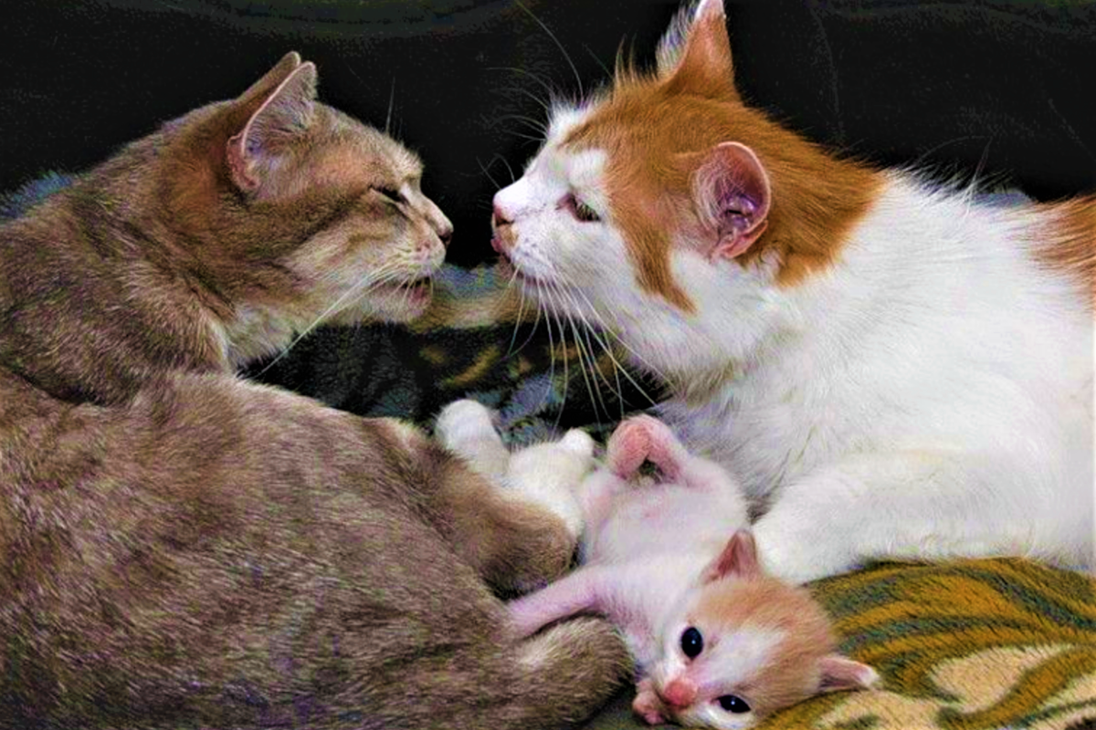 Папа и мама и киска. Прикольные коты. Кошачья любовь. Котята любовь. Любимый кот.