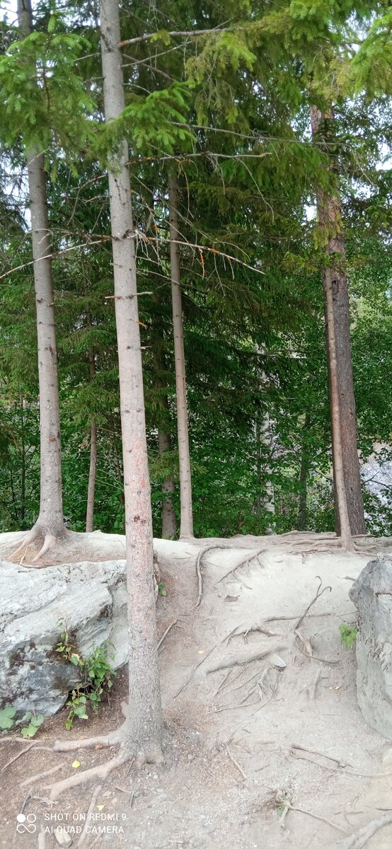 фото автора, и на камнях растут деревья в Карелии