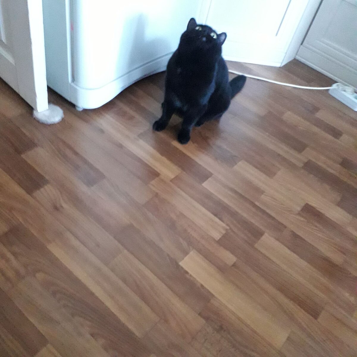 Фото автора  Муха летает.