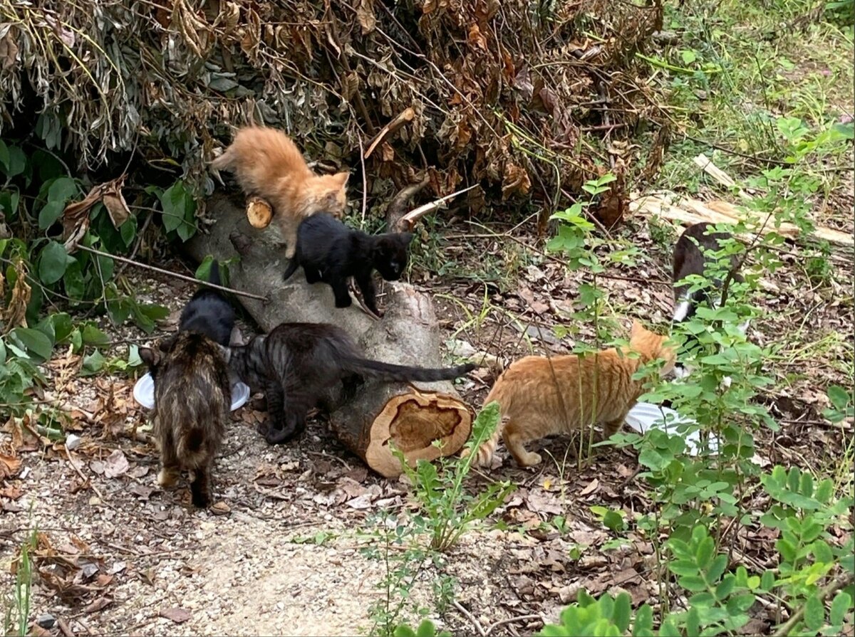 Котята посыпались из укромных мест бесконечным потоком