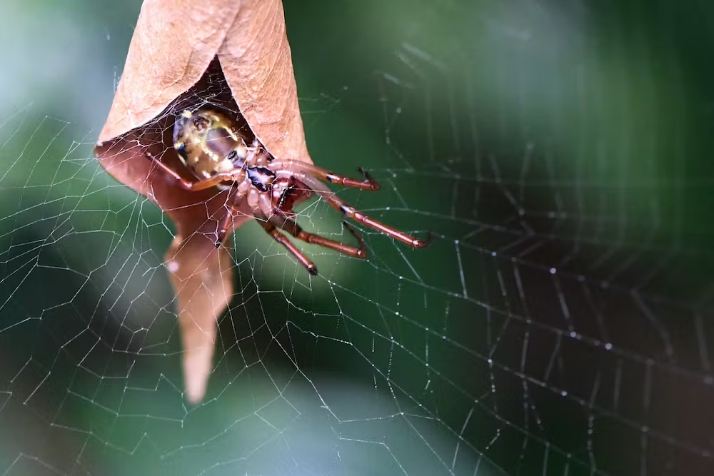 Самцы могут как присоседиться на одной с самкой паутине, так и полностью переехать к ней в листочек.