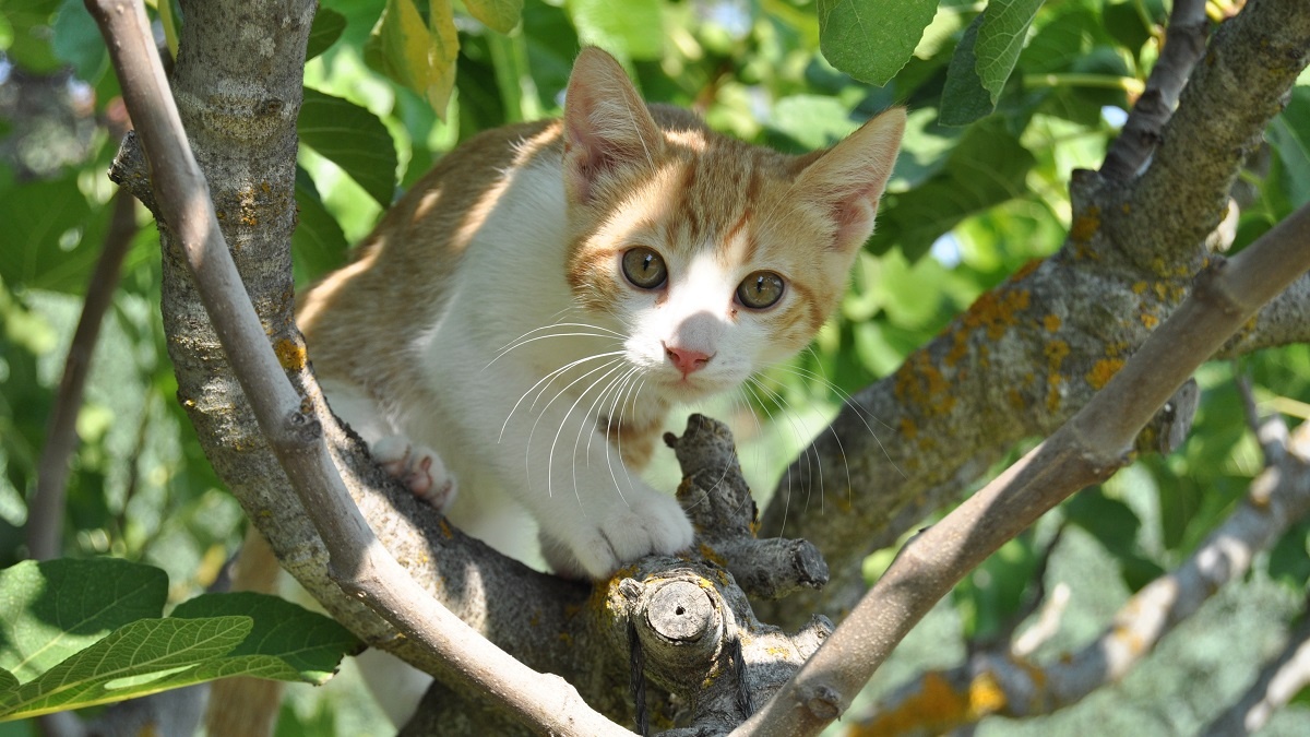    Кот на дереве