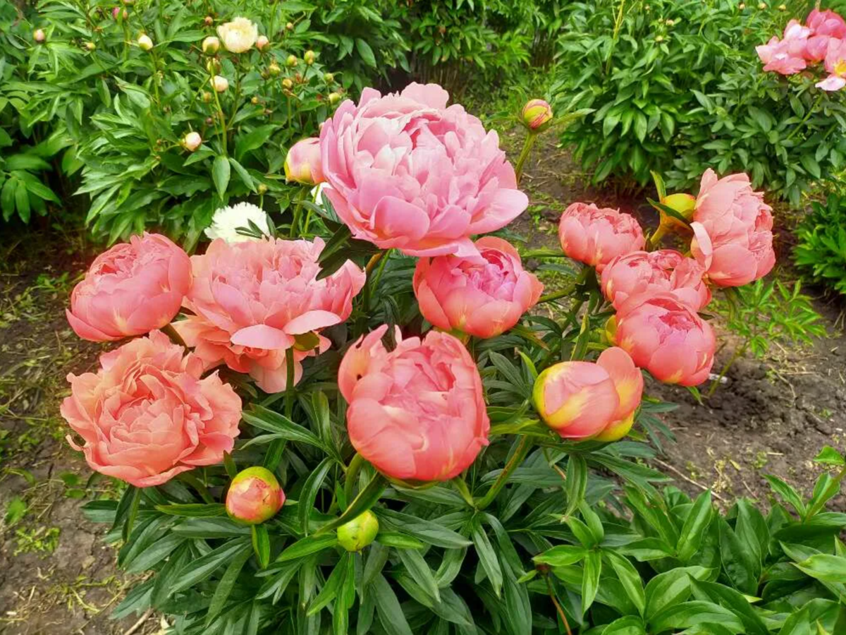 Пион Корал Чарм. Пион Coral Charm (Корал Чарм). Пион травянистый Корал Чарм. Paeonia 'Coral Charm'.