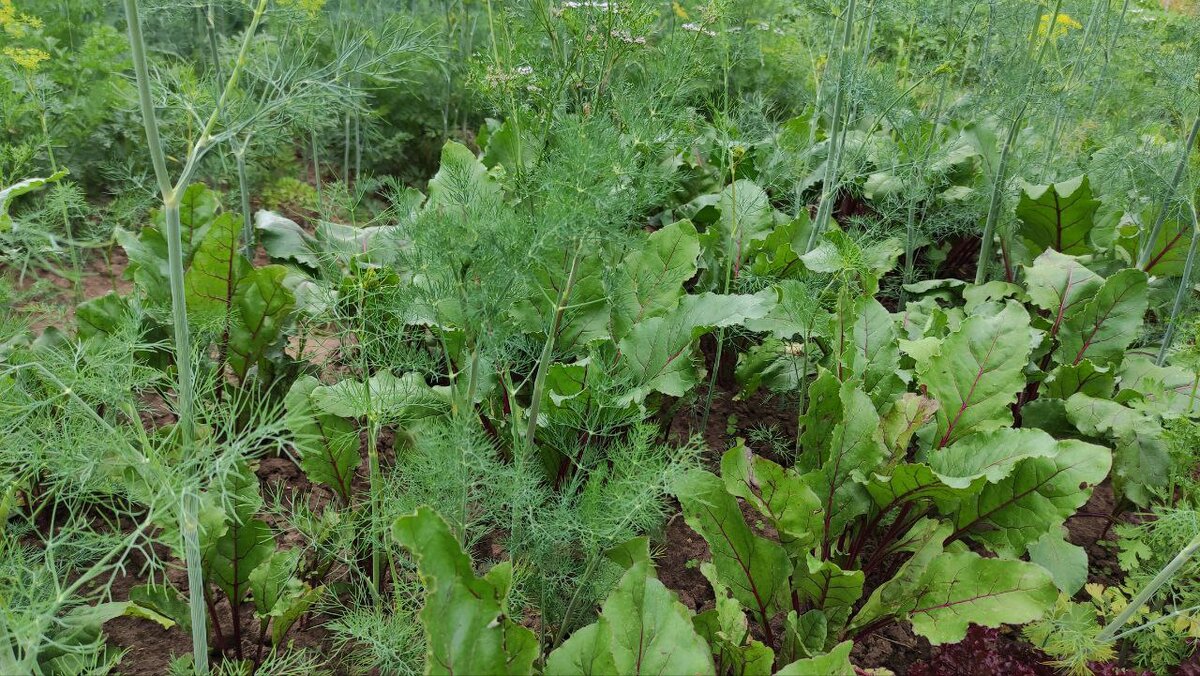 Что посеять в июле в открытый грунт