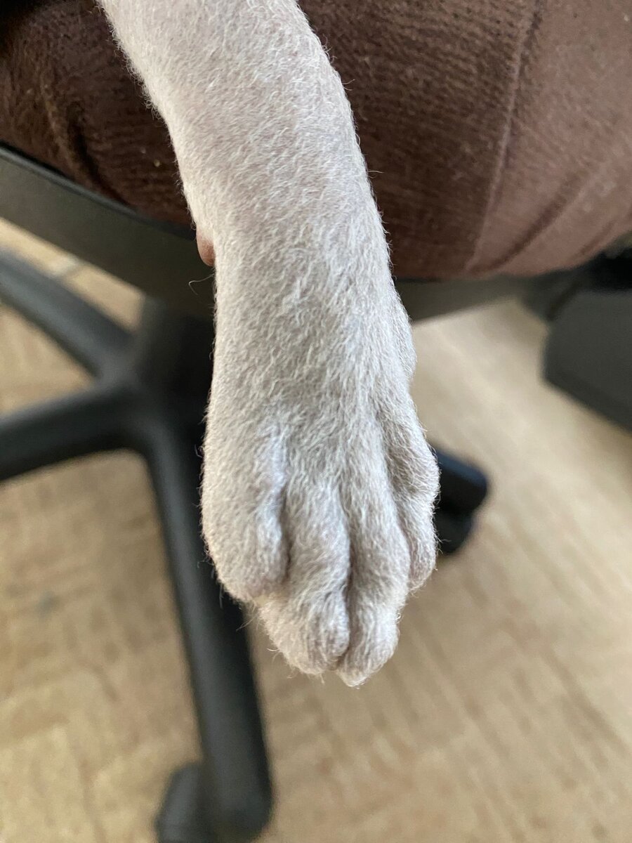 Мех натуральный 🤣, на ощупь персик 🍑