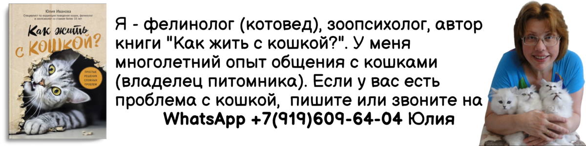 Как сделать полки для кошки своими руками