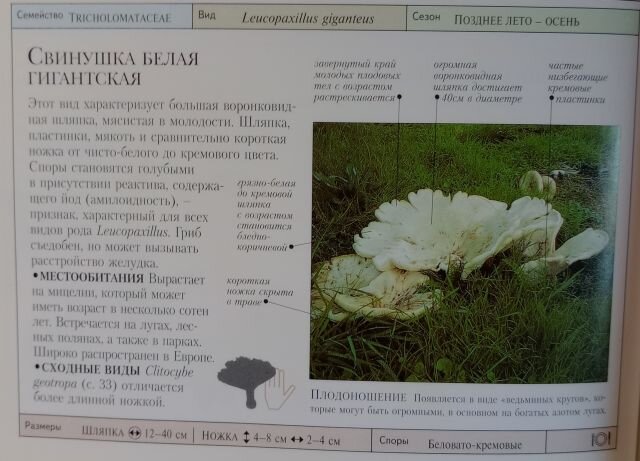 Еще один гриб относящийся к рядовкам занесен в Красную книгу России. Это ложносвинуха рядовковидная. Другое название-лейкопаксиллус лепистовидный.