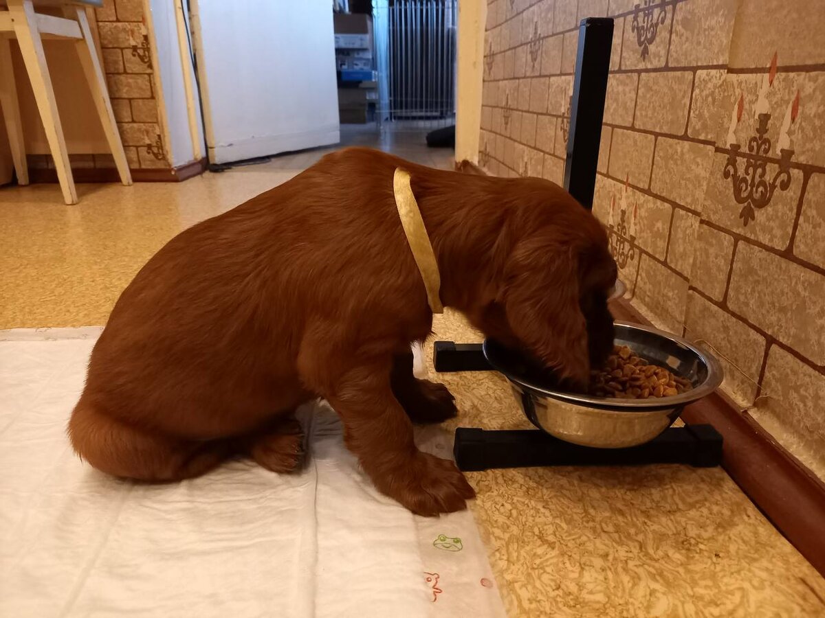 Любить, кормить и раскладывать пелёнки по всей квартире