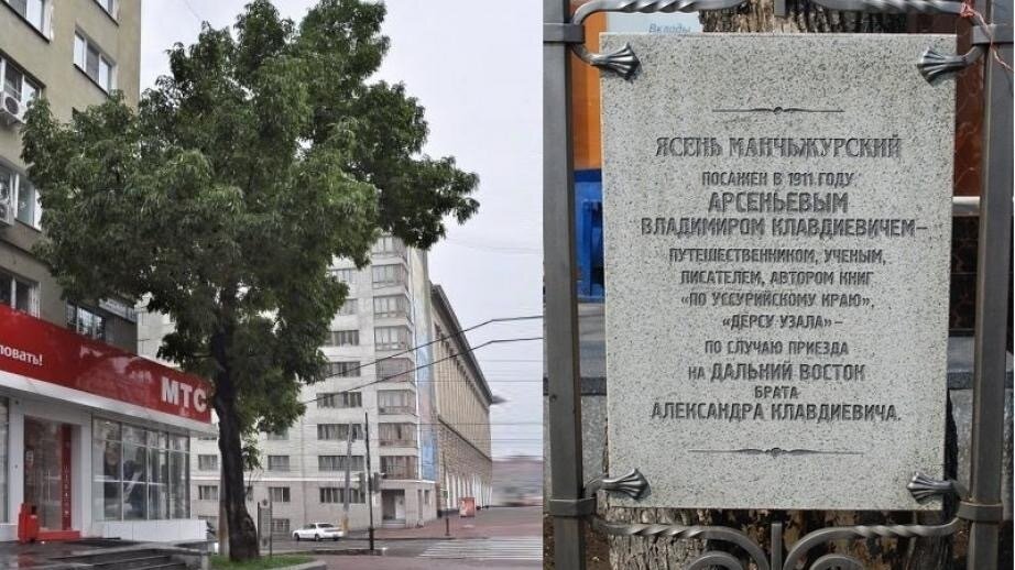     Конкурс «Российское дерево года 2023» объявил голосование в регионах. Хабаровский край в этом году представит "Ясень Арсеньева".