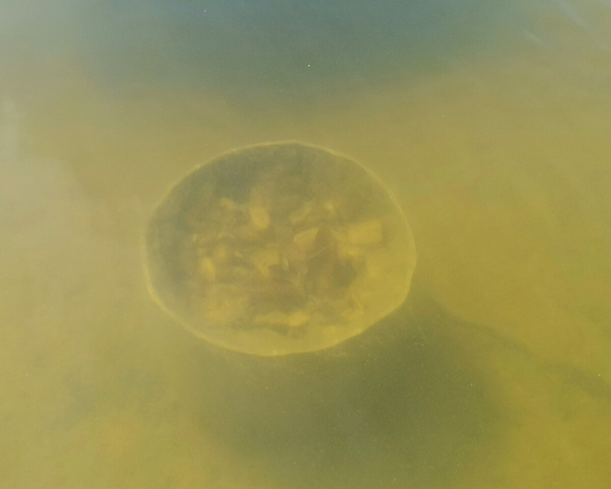 К середине мая стало понятно, что темпы роста кувшинки сильно отстают