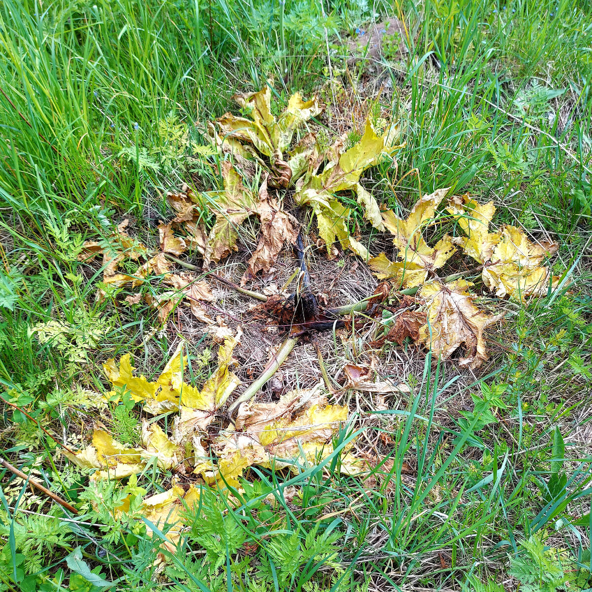 Уничтожение борщевика