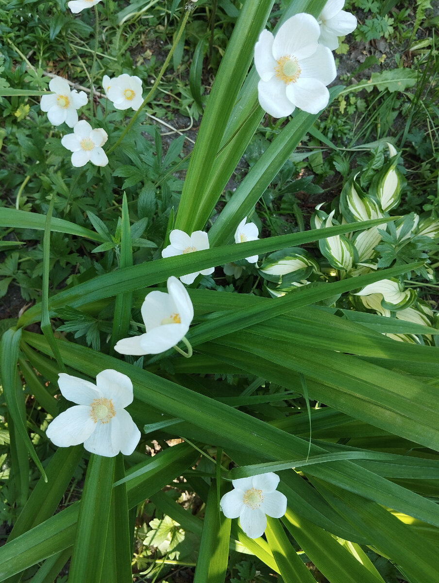 Название не знаю