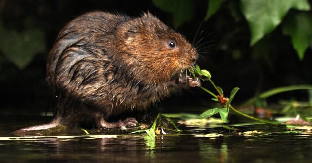 Водяная крыса Arvicola amphibius