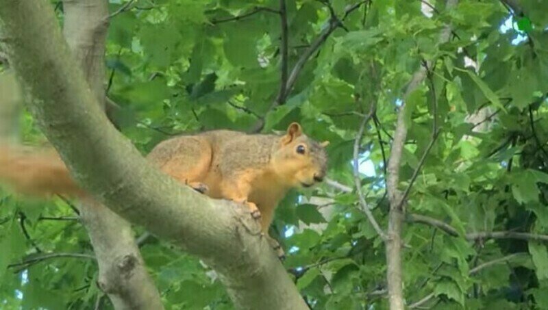    Видео: какие звуки издают животные