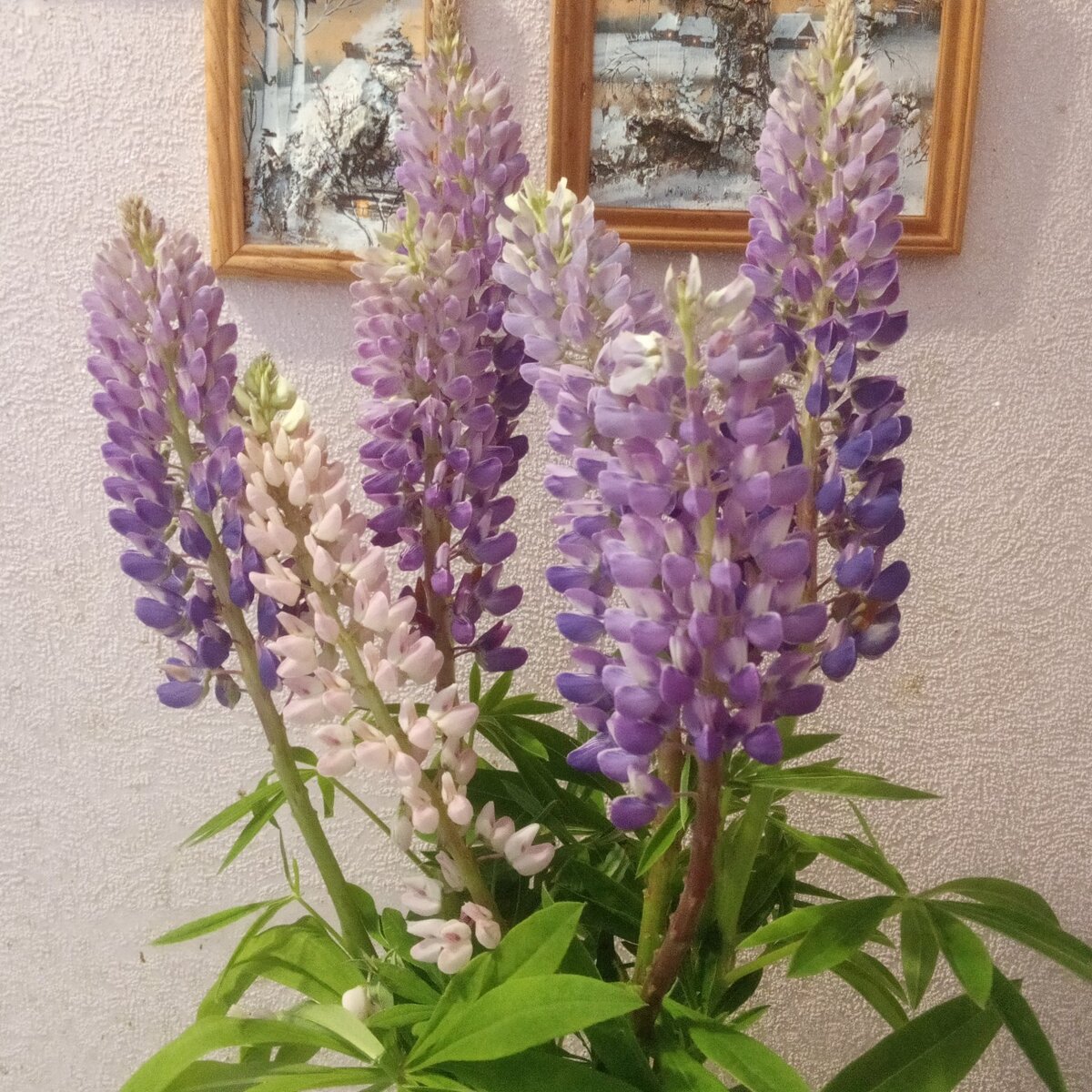 С чем посадить люпины на клумбе