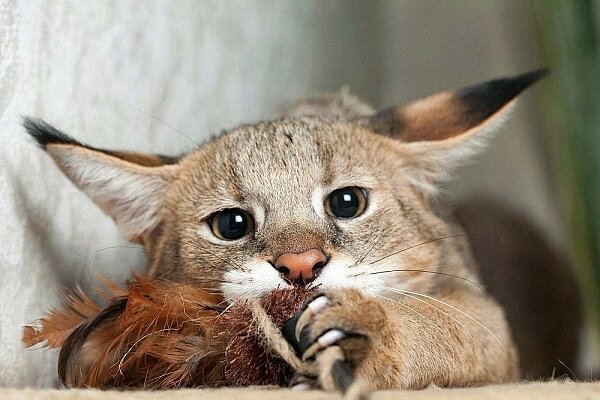 Чаузи. Фото из Интернета.