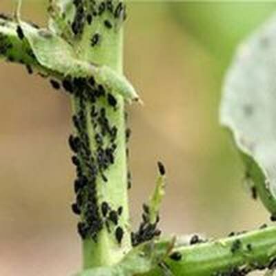 как избавиться от тли на участке