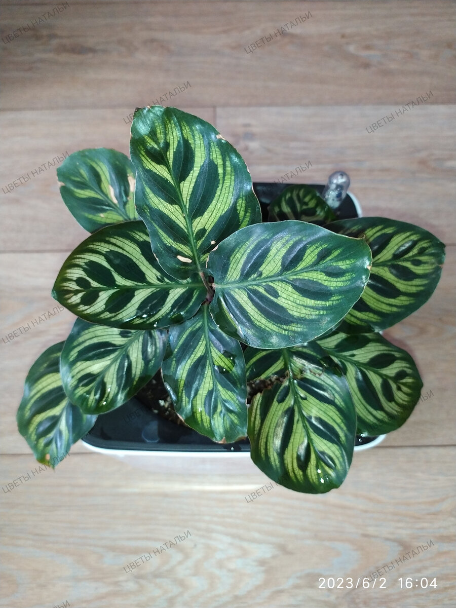 Calathea Makoyana (калатея Макоя) днем.