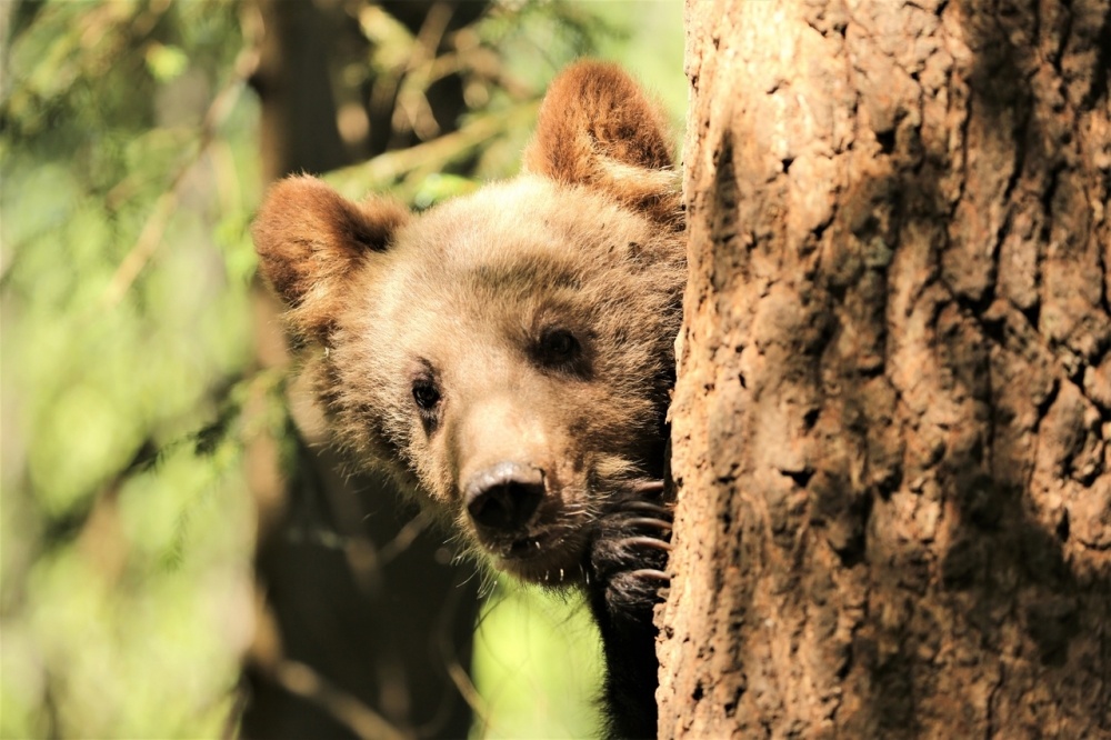    Фото: Центр спасения медвежат-сирот
