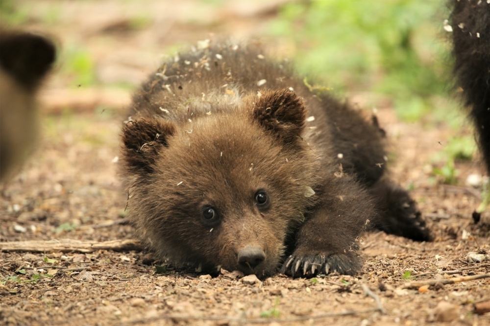    Фото: Центр спасения медвежат-сирот
