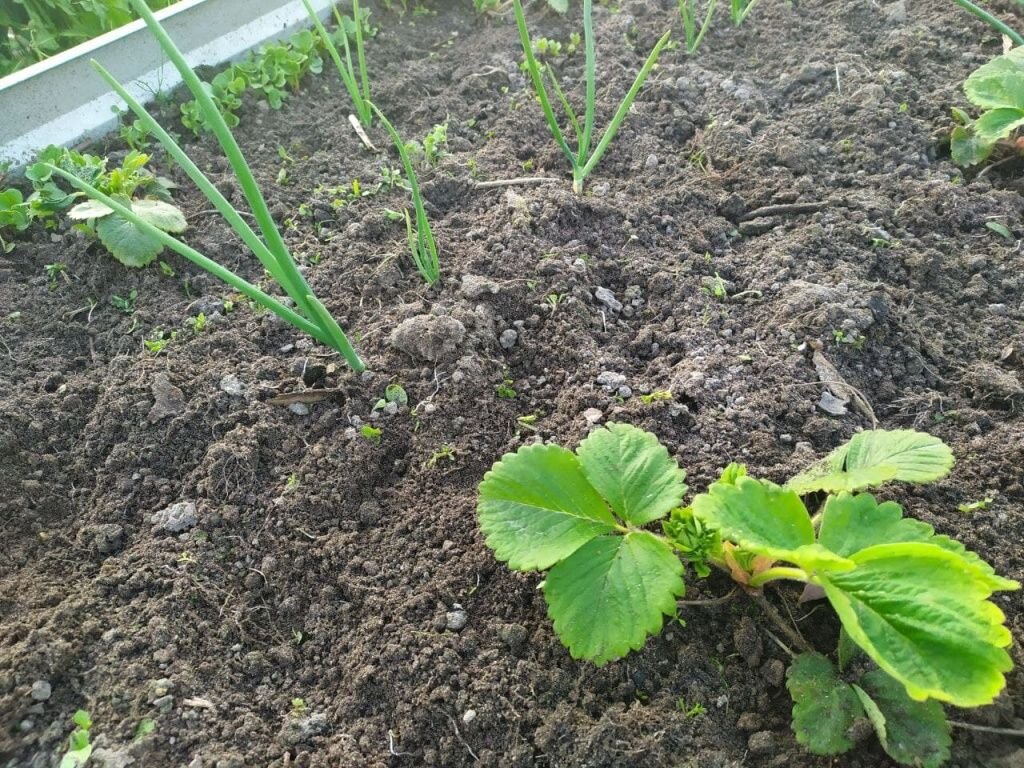 Клубника рядом с луком
