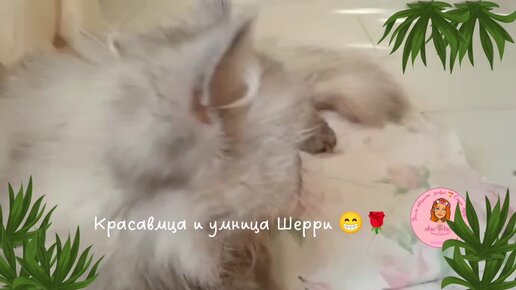 💓 Наша героиня, умница и красавица Шерри 🐱 кошка с мозжечковой атаксией 🍀