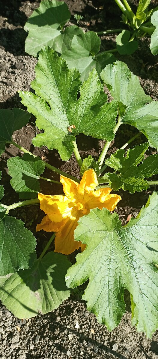 Кабачки зацветают